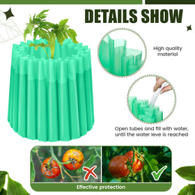 Vincreem water-wall protectors around tomato seedlings for warmth