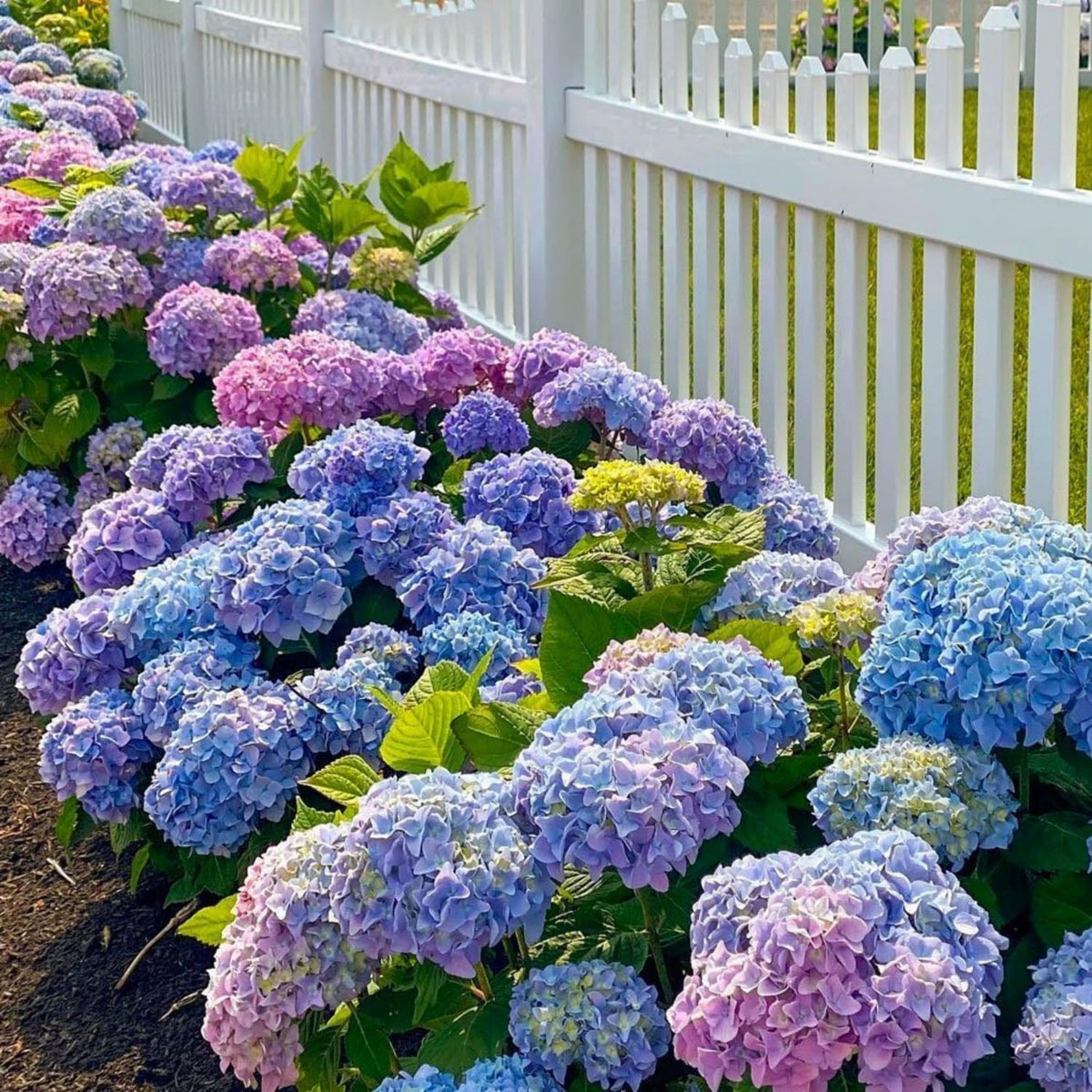 VISTATU 50pc mixed hydrangea seeds pack showing color variety for beds and containers