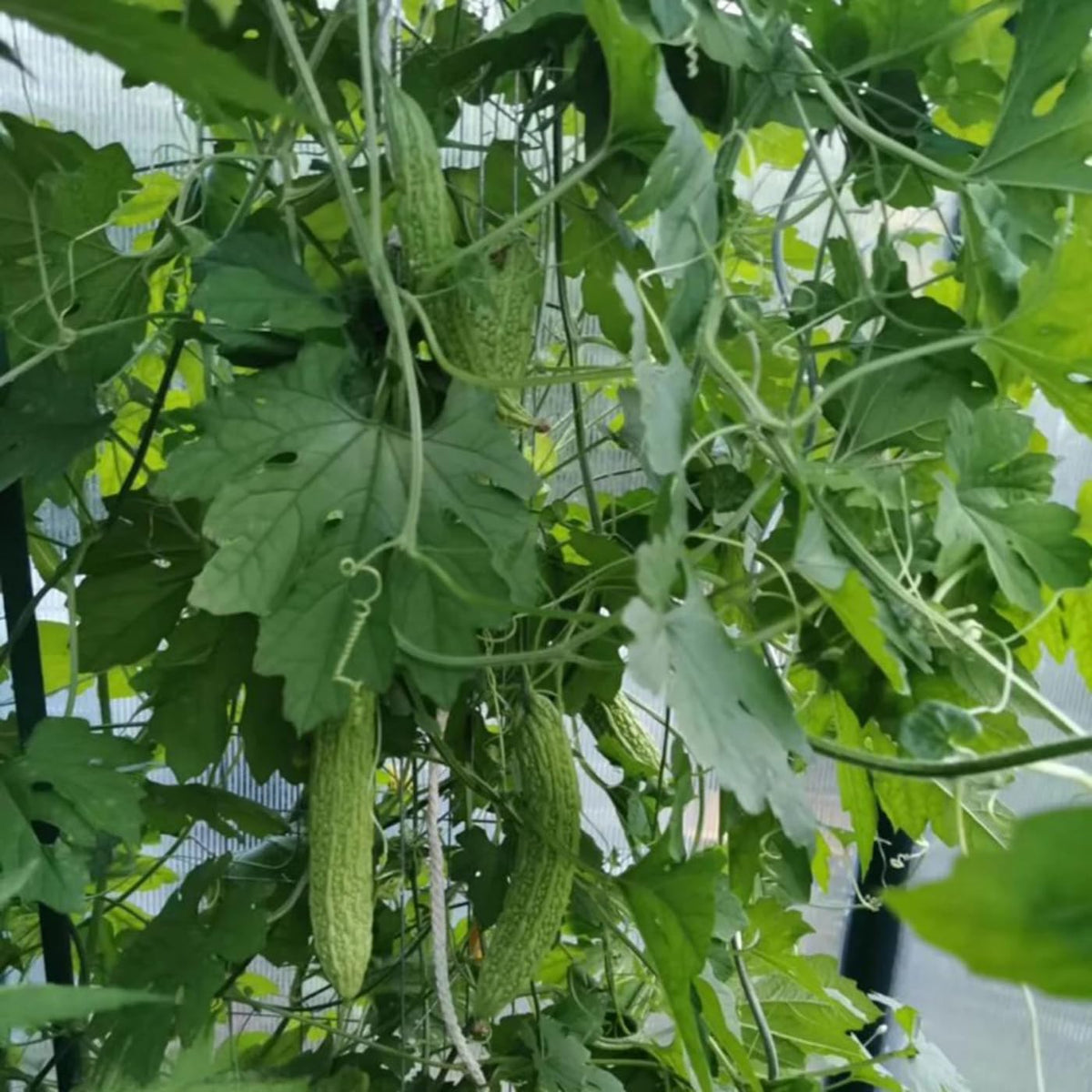 VISTATU bitter melon harvest-ready fruits hint at bountiful yields.