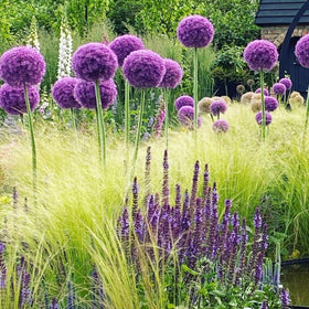 VISTATU Allium seeds pack with blue-purple blooms for vibrant garden color.