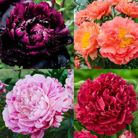 VISTATU butterflies pollinators peonies attract delightful garden visitors.