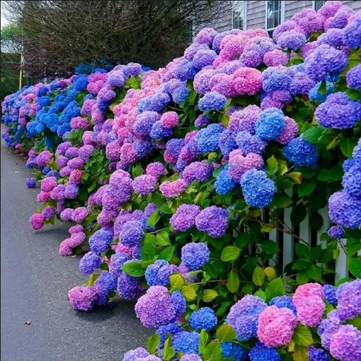 VISTATU colorful hydrangea seeds mix brightens patios and balconies