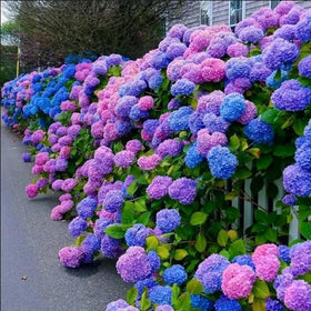 VISTATU colorful hydrangea seeds mix brightens patios and balconies