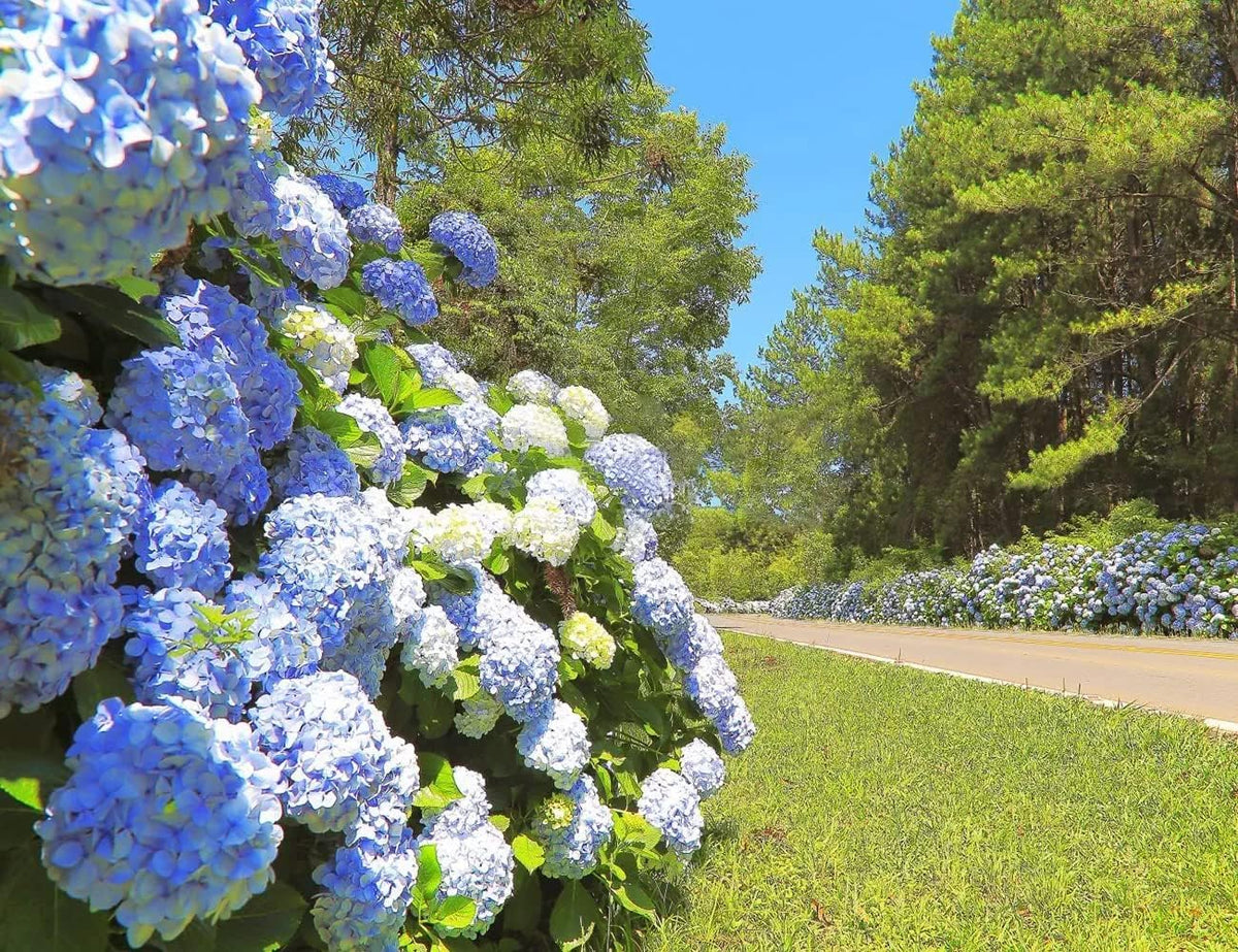 VISTATU easy-grow hydrangea seeds ideal for beginners in home gardens