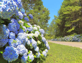 VISTATU easy-grow hydrangea seeds ideal for beginners in home gardens