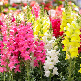 VISTATU easy-grow seeds suitable for beginners and experienced gardeners.