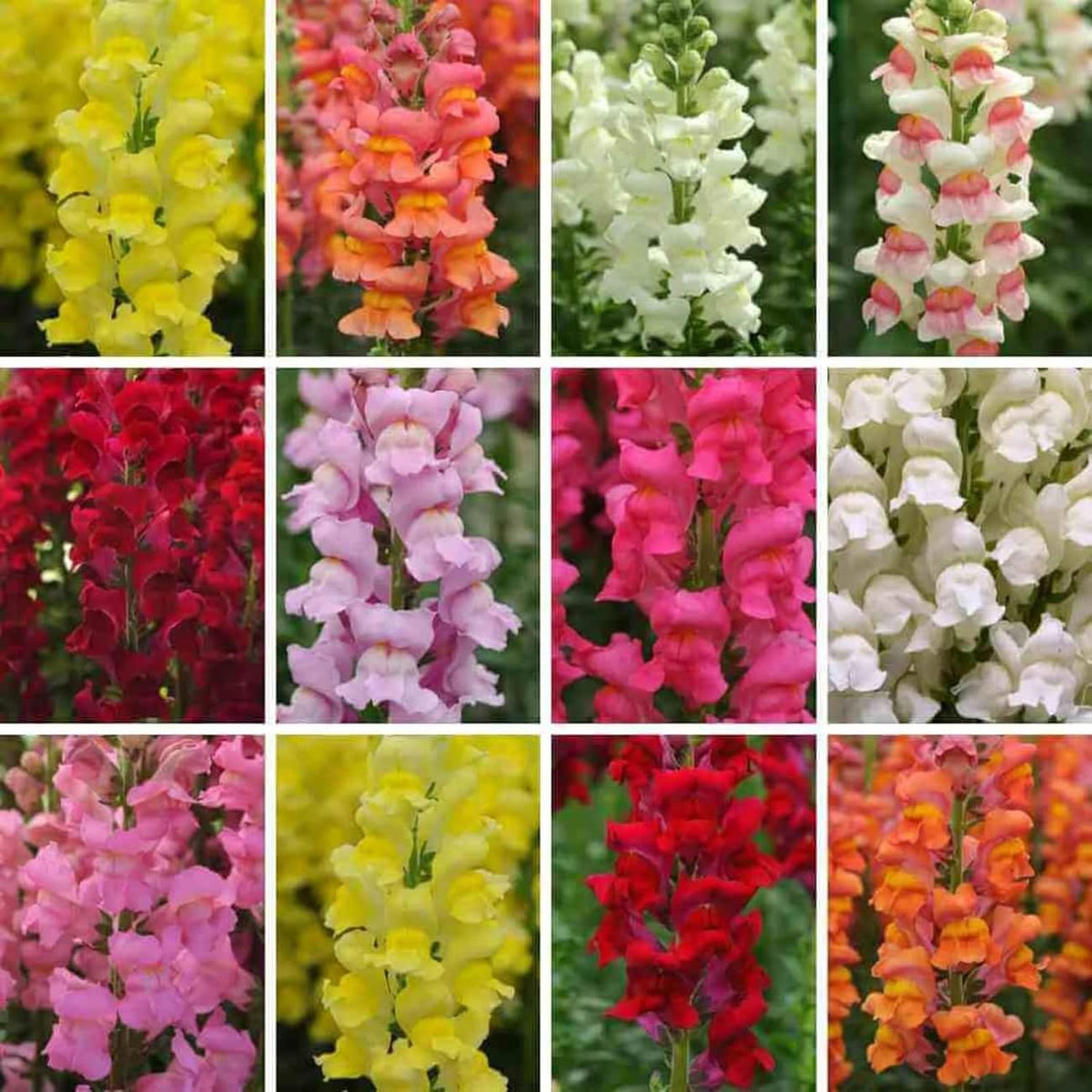 VISTATU garden-ready seeds from germination to flowering journey.