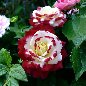 VISTATU rose seeds make a thoughtful gardening gift for plant lovers