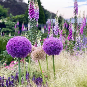 VISTATU Globemaster Allium Giganteum bloom preview for dramatic garden focal point.
