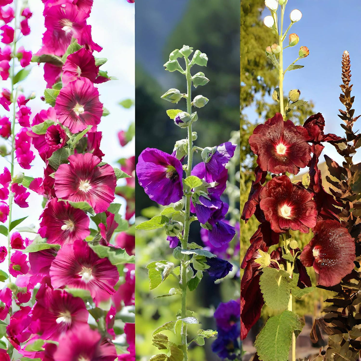 Close-up of VISTATU Hollyhock Carnival Mix germination viability