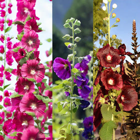 Close-up of VISTATU Hollyhock Carnival Mix germination viability