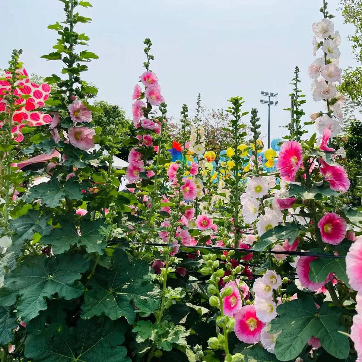 Hollyhock Carnival Mix flowers flourishing in full sun