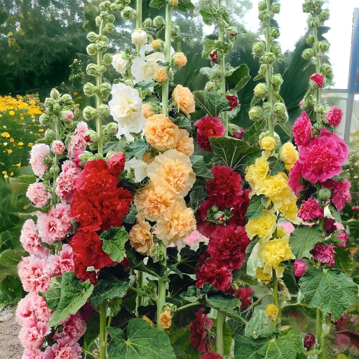 VISTATU Hollyhock Carnival Mix seeds in package ready for planning