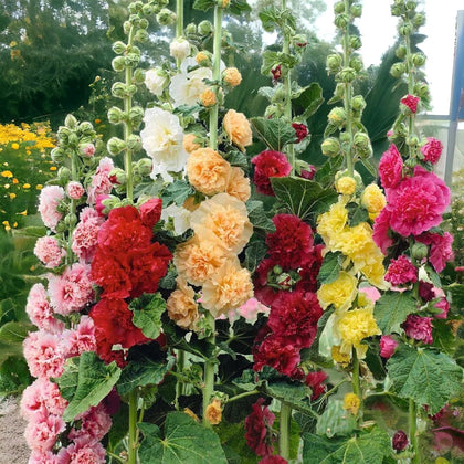 VISTATU Hollyhock Carnival Mix seeds in package ready for planning