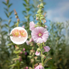 Seedling growth in moist, well-prepared soil