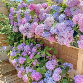 VISTATU hydrangea seeds in pots with lush blooms for outdoor décor