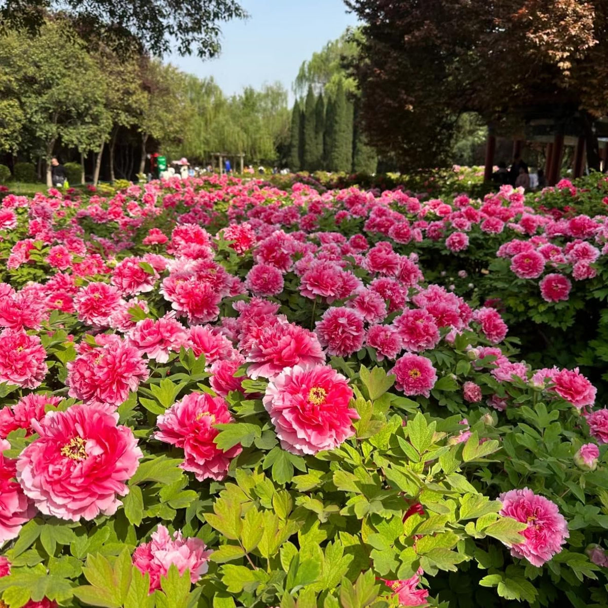 VISTATU landscape border peonies enhance borders with vibrant blossoms.