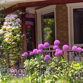 VISTATU Late spring to early summer bloom adds seasonal color.