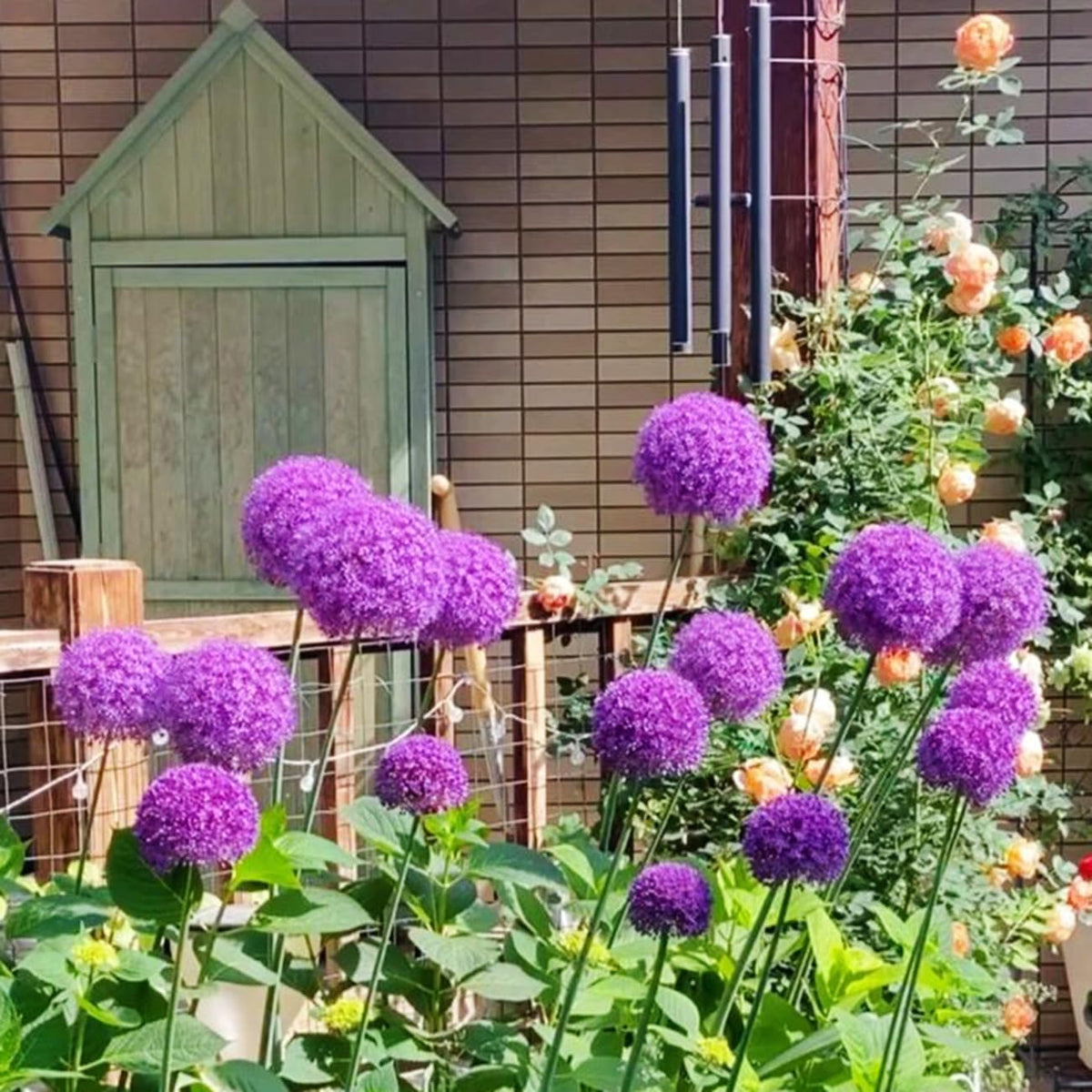 VISTATU Made in USA seeds for quality home gardening.