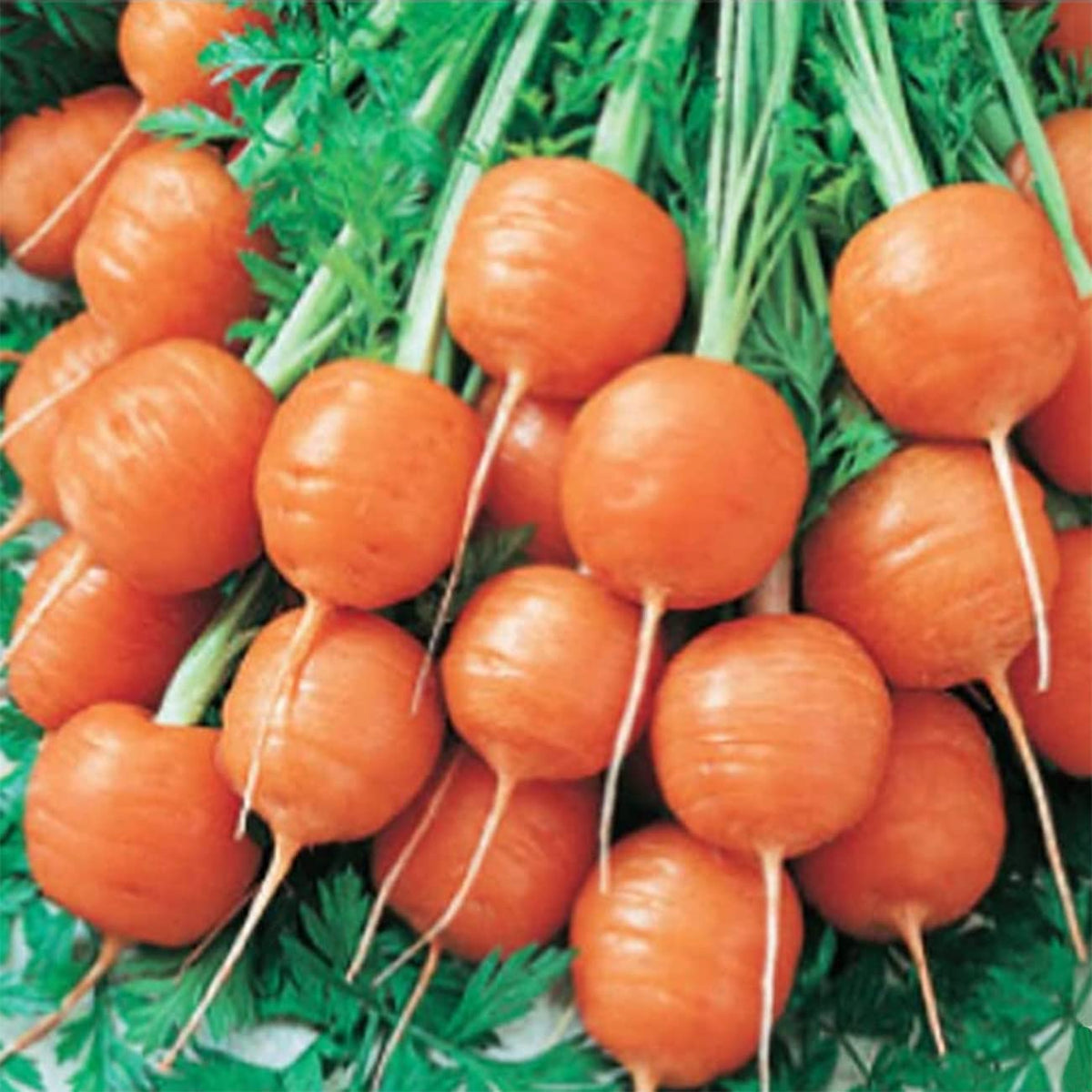 VISTATU Parisian carrot seeds dish ready for salads and sides.