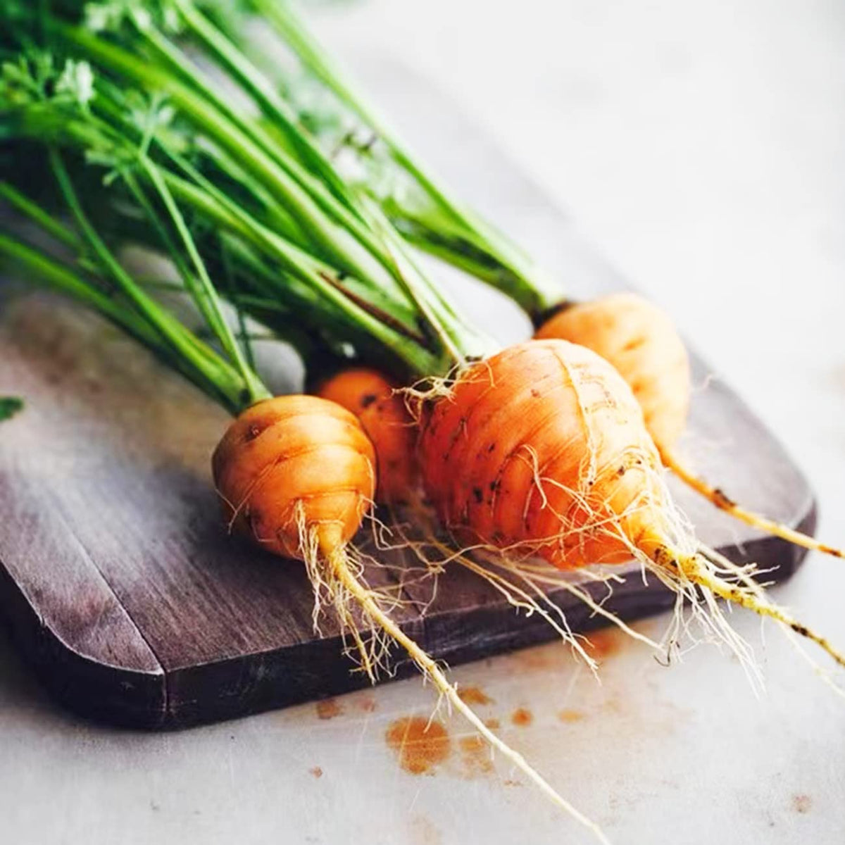 VISTATU Parisian carrot seeds germination high germination rate for quick sprouts.