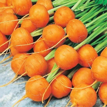 VISTATU Parisian carrot seeds pack for home gardens, premium quality for fresh carrots.