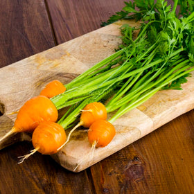 VISTATU Parisian carrot seeds seedling in soil showing healthy growth.