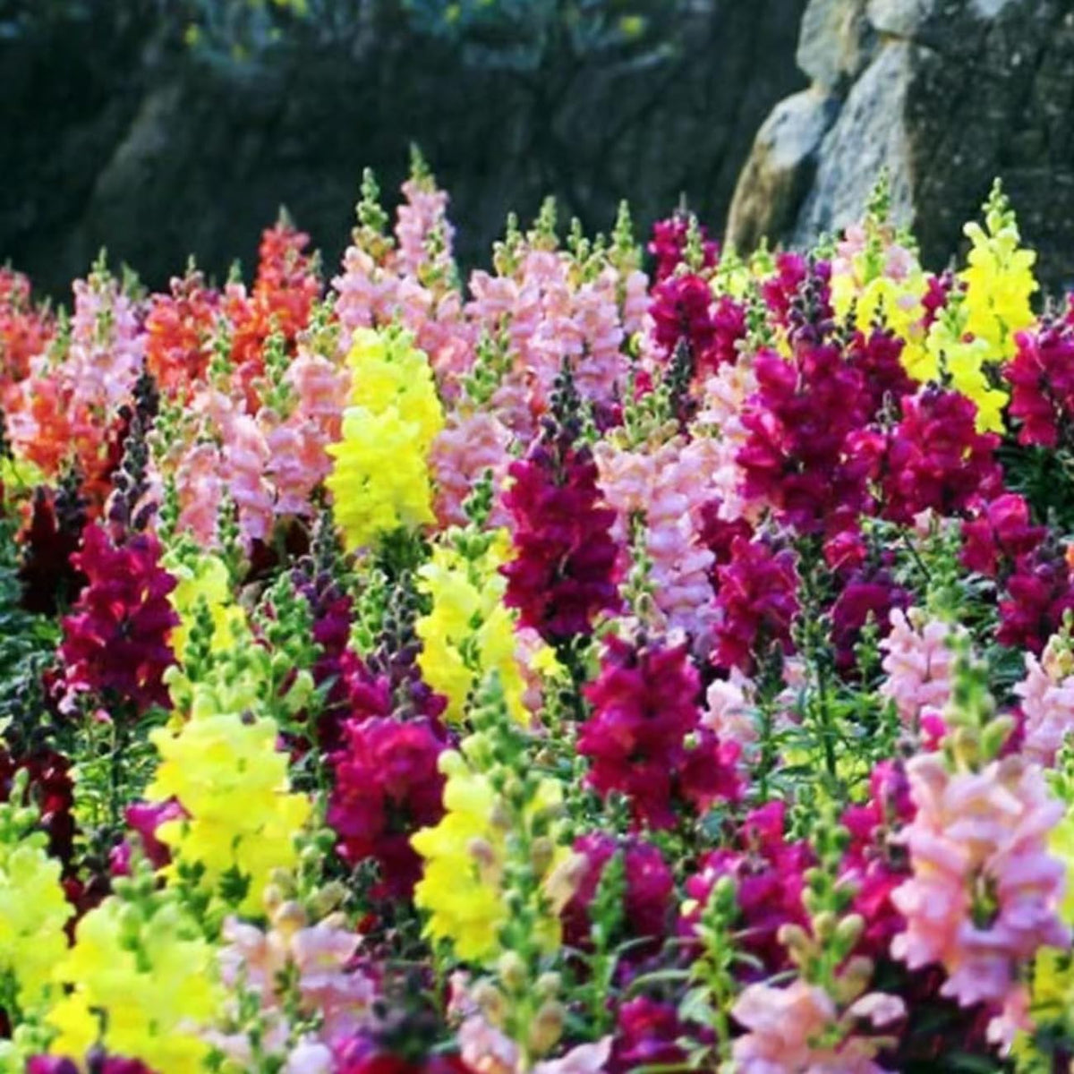 VISTATU perennial snapdragon garden-border view showcasing year-after-year color.