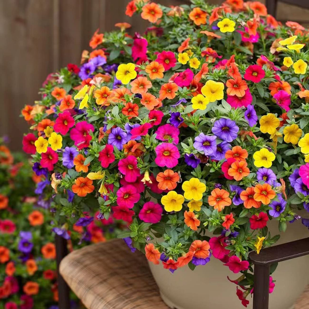 VISTATU Petunia bonsai planting setup showing container gardening.