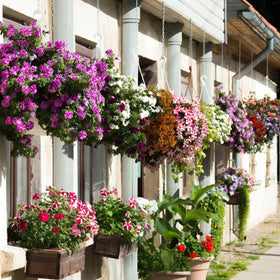 VISTATU Petunia full sun and well-drained soil care guidance.