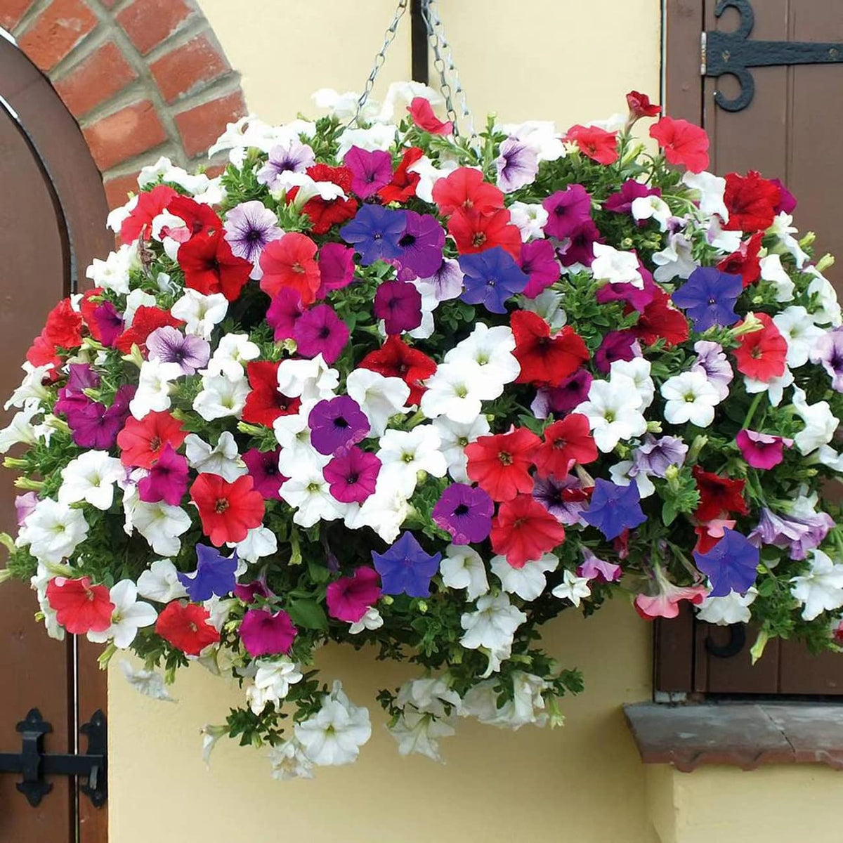 VISTATU Petunia garden border display for colorful borders.