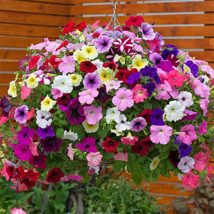 VISTATU Petunia Grandiflora mix bonsai display seeds for compact color.