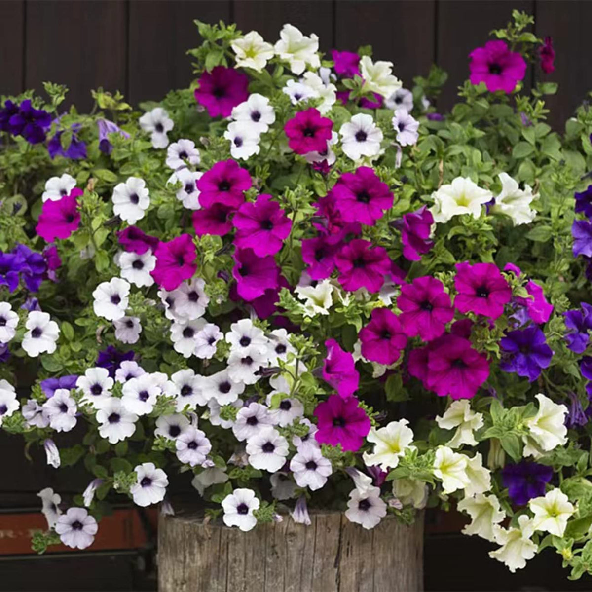 VISTATU Petunia Grandiflora mix attracts butterflies and bees.