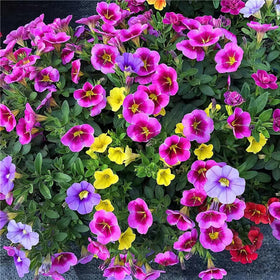 VISTATU Petunia Grandiflora mix full sun growth in gardens.