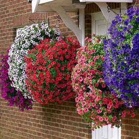 VISTATU Petunia Grandiflora mix grows in pots and beds.