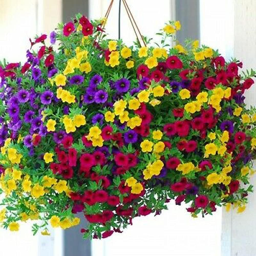 VISTATU Petunia mixed seeds rainbow packet for vibrant garden color.