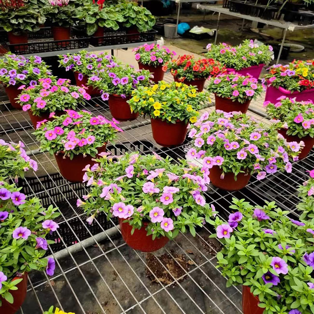 VISTATU Petunia season-long bloom in sunny garden setting.