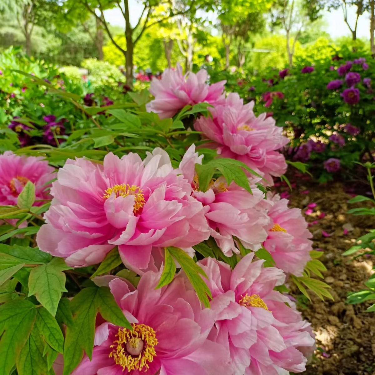 VISTATU pot garden peony demonstrates versatile container planting options.