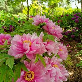 VISTATU pot garden peony demonstrates versatile container planting options.