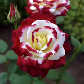VISTATU Rare Twin Red White Rose seeds ready to bloom in garden