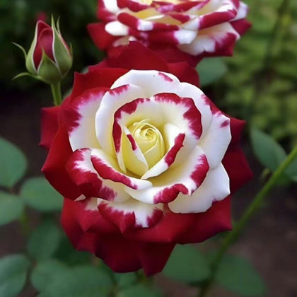 VISTATU Rare Twin Red White Rose seeds ready to bloom in garden