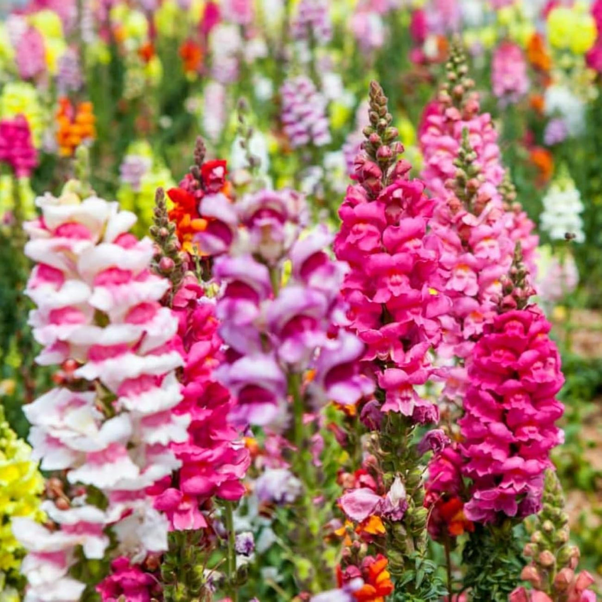 VISTATU seed packet boasts vibrant color for lively garden displays.