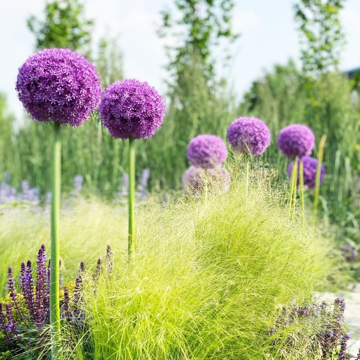 VISTATU Seed spacing guidance for 6-8 inch plantings.