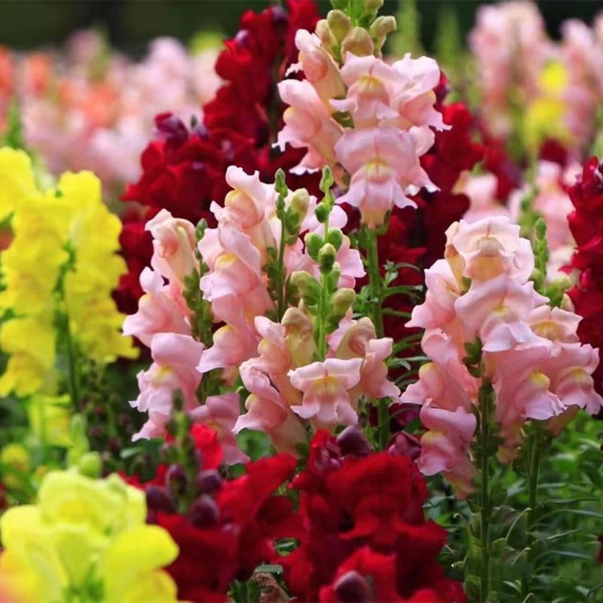 VISTATU Snowflake Snapdragon bloom closeup showing snowflake-like blossoms.