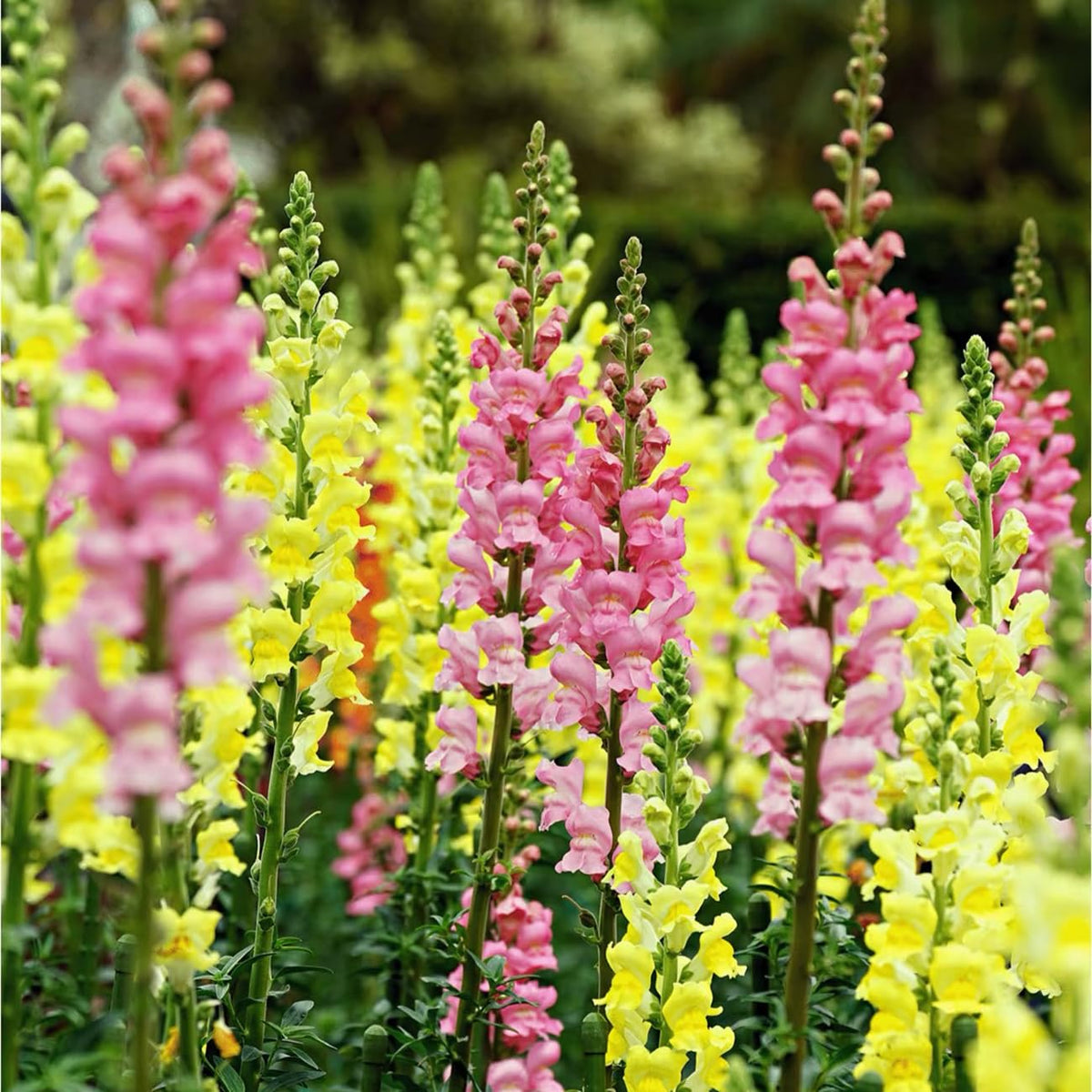 VISTATU snowflake-snapdragon garden idea featuring perennial blooms.