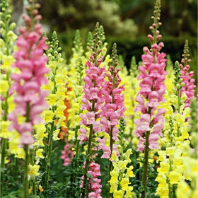 VISTATU snowflake-snapdragon garden idea featuring perennial blooms.