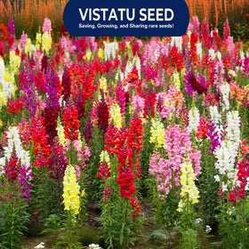VISTATU Snowflake Snapdragon seed-pack closeup highlighting abundant plantings.
