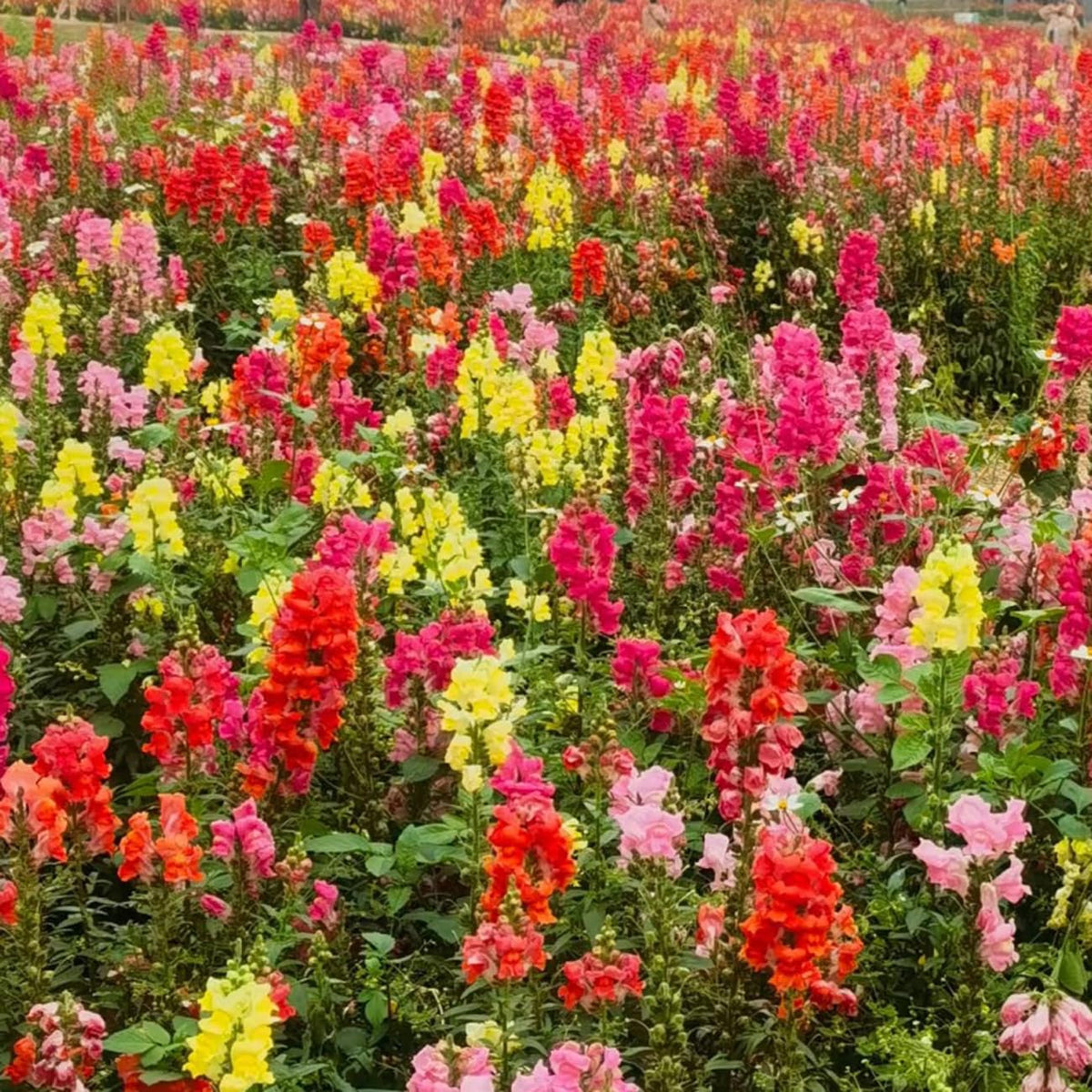 VISTATU Snowflake Snapdragon seeds 6000-pack for a pollinator-friendly garden.