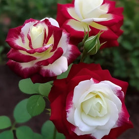 VISTATU suitable for spring and fall planting to extend blooms