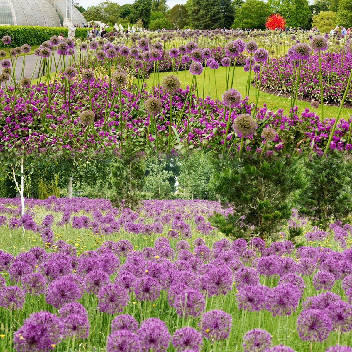 VISTATU Well-drained soil setup supports robust foliage growth.